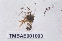 藏品(小樹平苔)的圖片